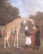 Jacques-Laurent Agasse The Nuian Giraffe (mk25) oil painting